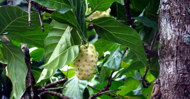 jus de noni